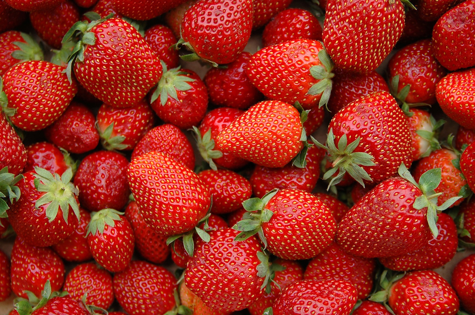 Quelles sont les 10 meilleures variétés de fraisiers à cultiver — free download